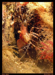 Shrimp in its hole.  Victoria, British Columbia.
Canon G... by Stephen Holinski 